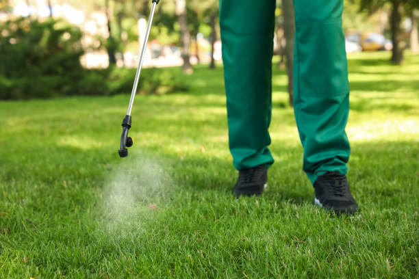 Best Affordable Pest Control Services  in Des Peres, MO
