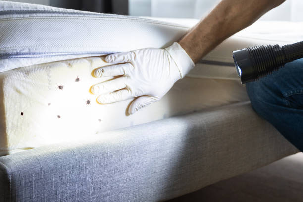 Best Cockroach Control Services  in Des Peres, MO