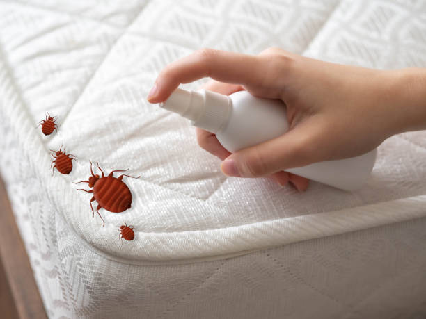 Reliable Des Peres, MO Pest Control Solutions