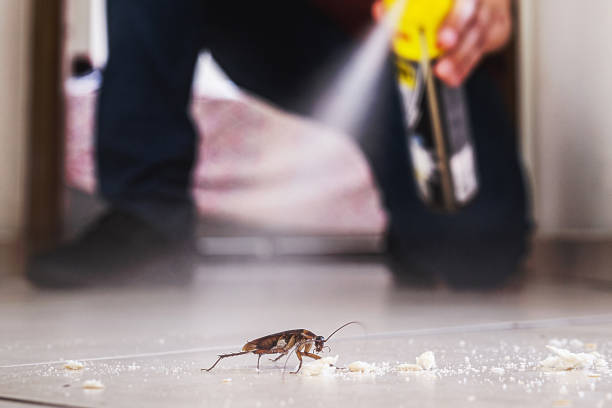 Best Mosquito Control Services  in Des Peres, MO