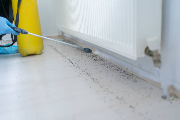 Best Rat Extermination Near Me  in Des Peres, MO